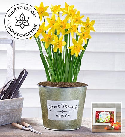 Delightful Daffodil Bulbs + Free Gummies